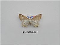 藏品(尺蛾331)的圖片